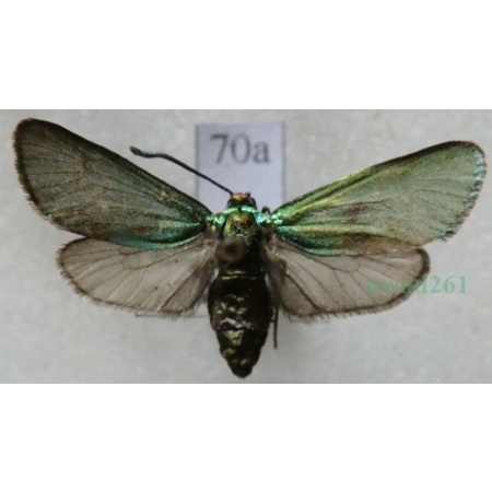 Adscita statices (Linnaeus, 1758) Lśniak szmaragdek Czech70a
